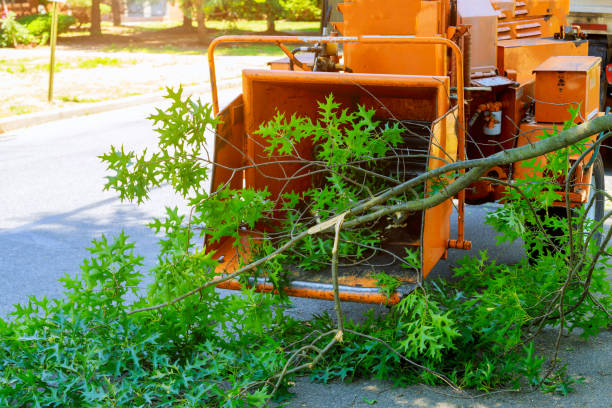 Residential Tree Removal in Moreland, ID